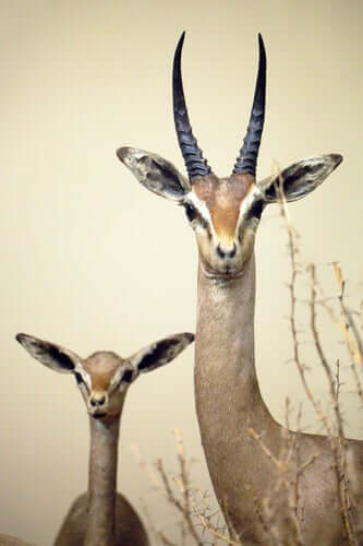 An image showing the habitat of the dibatag.