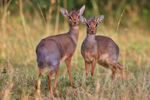 Two dik-diks in the wild.