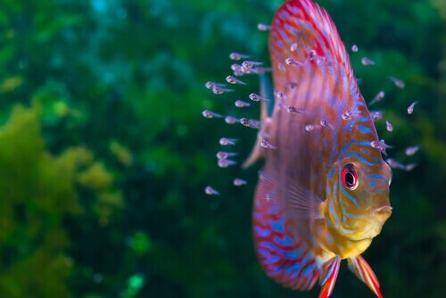 Cichlids such as discus fish are gorgeous, brightly colored fish.