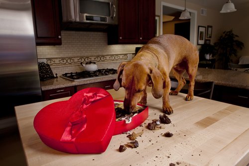 A dog standing on a countertop eating from a box of chocolates, symbolizing Christmas food hazards for dogs. 