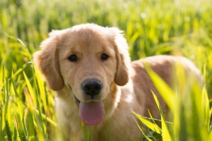 Adopting a Dog Can Help You Make Friends!