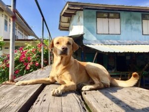 Neighborhood Rules for Pets to Keep in Mind