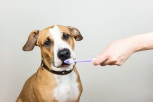The Importance of Your Pet's Dental Health