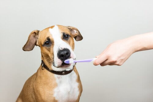 The Importance of Your Pet's Dental Health