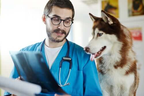 Dangerous Dog Diseases For Humans