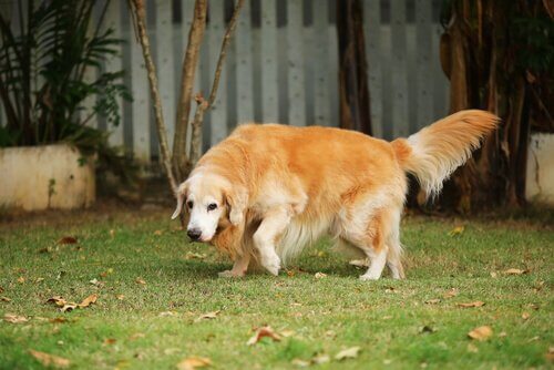 A senior dog walking in the yard.