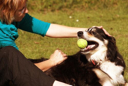A dog catches a tennis ball in its mouth.