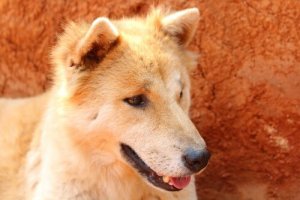 Does Your Dog Have Stomach Problems? How to Help