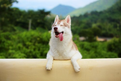 A dog sticks his tongue out while outdoors.