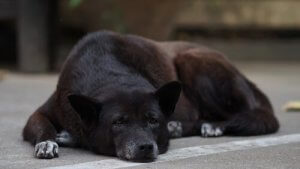 Older Dogs and Cognitive Dysfunction Syndrome