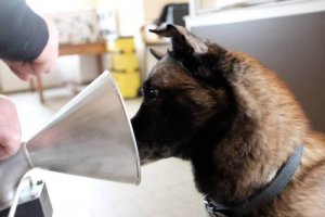 The Amazing Dogs that Can Detect Breast Cancer