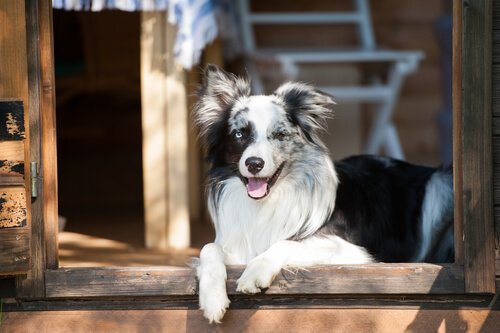 Why Dogs See Invisible Doors