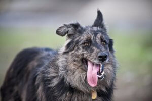 How Do Dogs Keep Cool in Summer?