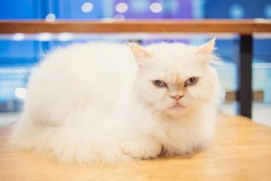 Is it Possible to Train a Cat? Find Out!