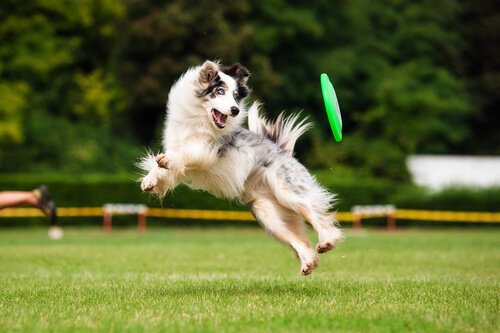 The Benefits of Exercise for Your Dog