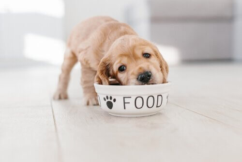 6 Tips for Feeding Your Puppy