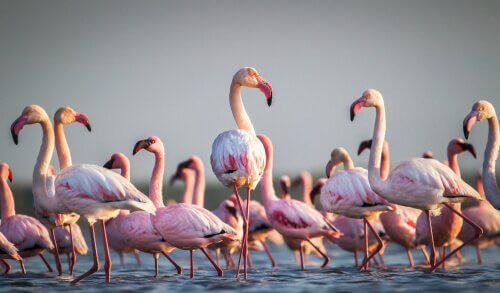 Some Curious Facts about Flamingos