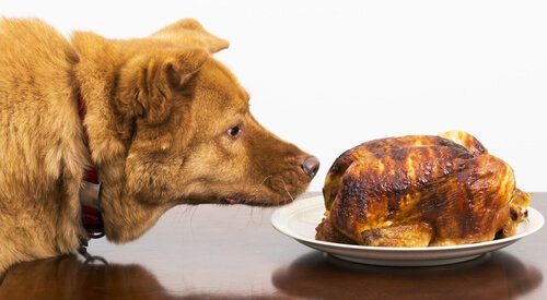 A dog is sniffing an entire cooked turkey up close.