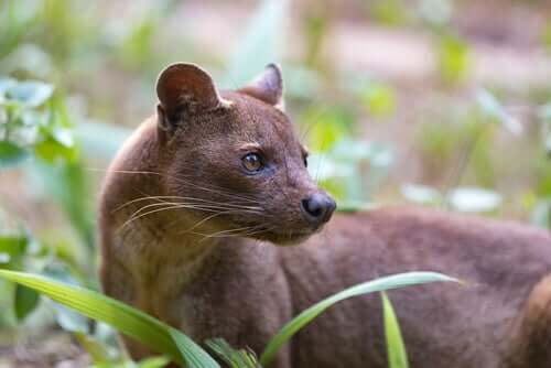 The Fossa: An Unusual Predator Found in Madagascar