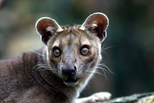 A close-up of a fossa looking at a camera.