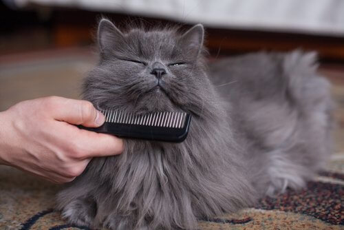 A pleased cat being brushed.