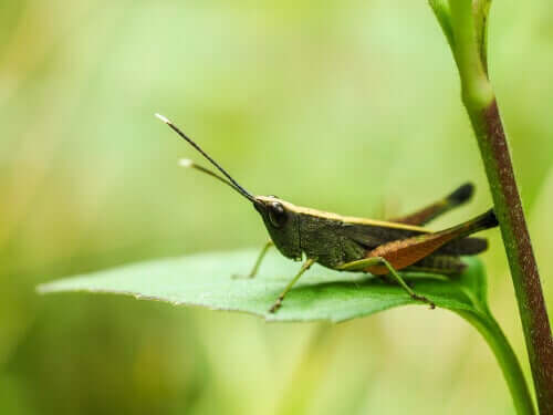The Crau Plain Grasshopper is another critically endangered species.