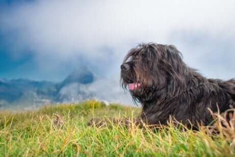 The Bergamasco Shepherd is a herding dog.