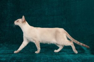 Hip Dysplasia in Cats: Everything You Need to Know
