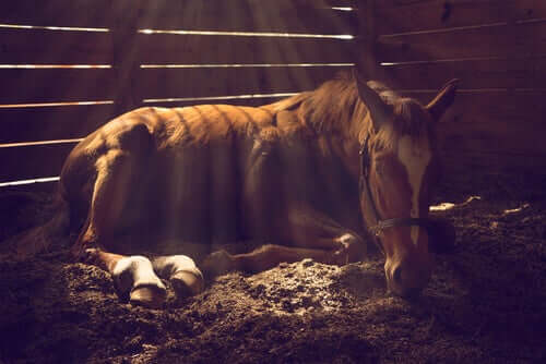 There are several common skin problems in horses.