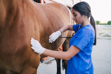 A vet examining a horse.