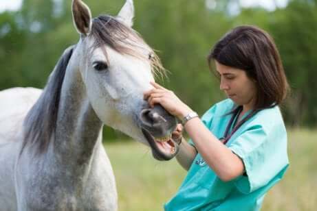 A vet doing a dental check-up on a horse.