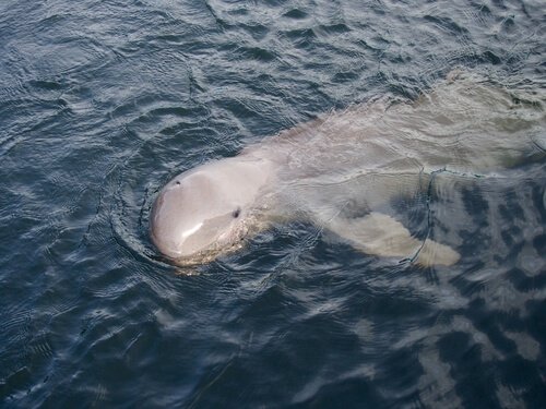 An Irrawaddy dolphin in the ocean.