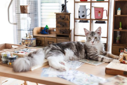 5 Books About Cats that You'll Definitely Love