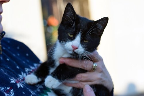 A kittie being photographed for books about cats.