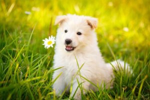 The Best Quotes About Dogs That You'll Love