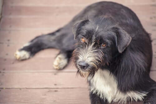 An older dog that looks a little bewildered.