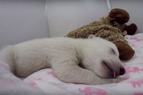 Meet the Cutest Polar Bear on Social Media!