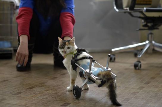 Handicapped cats being helped to walk.