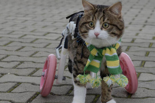 A disabled cat with her prostethic wheels.