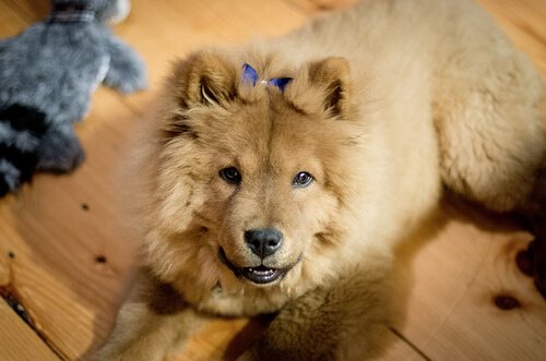 A cute Chow Chow dog posing for the camera.
