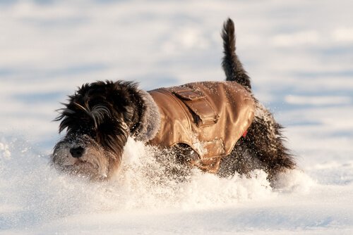 A happy dog playing in the snow.