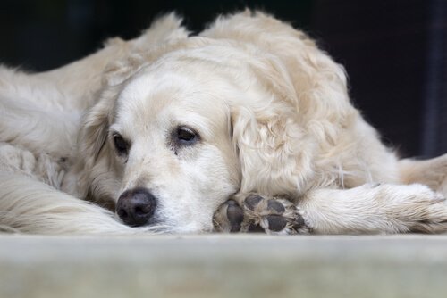 A sick pet before getting chemotherapy for dogs.