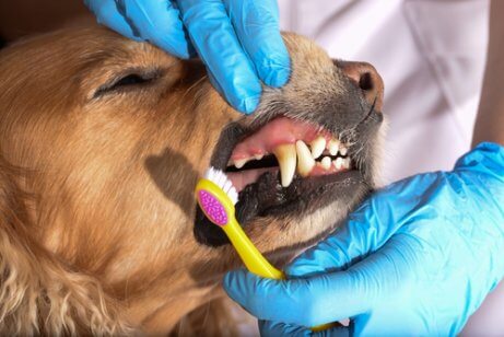 You should get your pet's dental health assessed once a year.