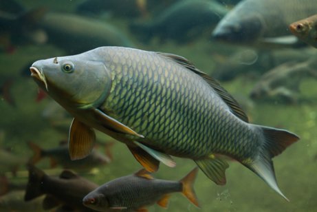 Cultivating carp and pond fish.