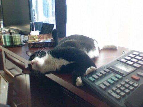 Professor Meowingtons the cat enjoying a snooze by the computer.