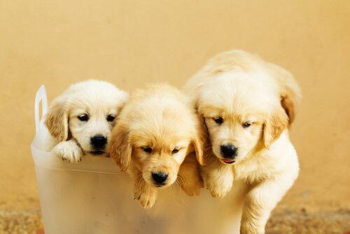 Three puppies together.