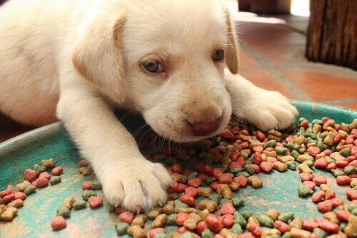 Feeding your puppy properly is important.