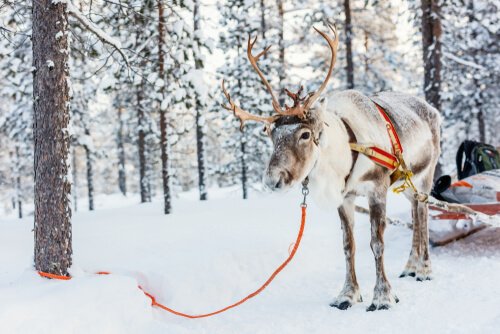 A reindeer harnessed to a sled in the snow.
