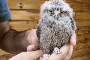 Mártioda Wildlife Hospital and Rehabilitation Center