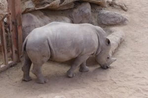 Are All Animals at Risk of Extinction?